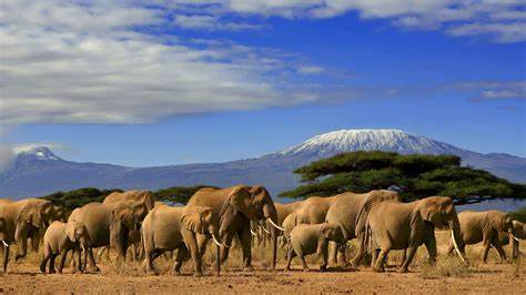 Amboseli National Park