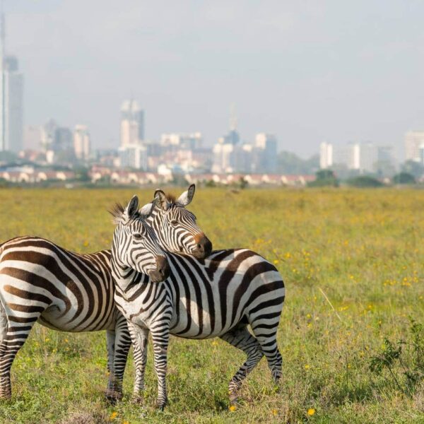 All About Nairobi Tourism – Culture, Heritage, Wildlife, Safaris & More Clone