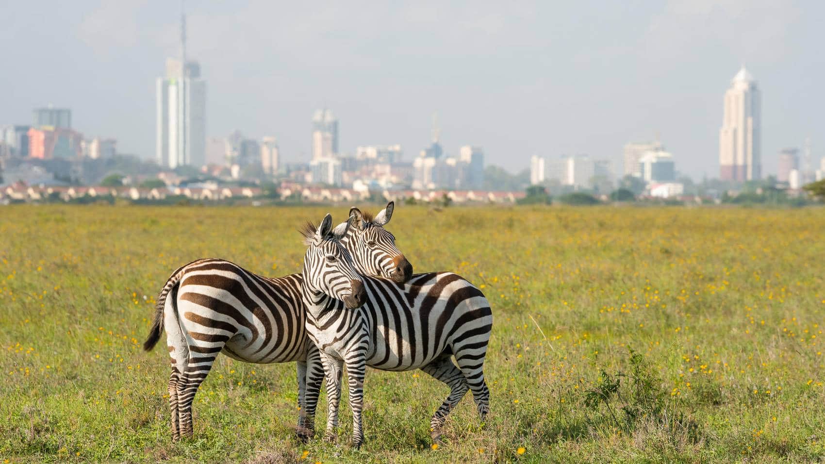 All About Nairobi Tourism – Culture, Heritage, Wildlife, Safaris & More Clone